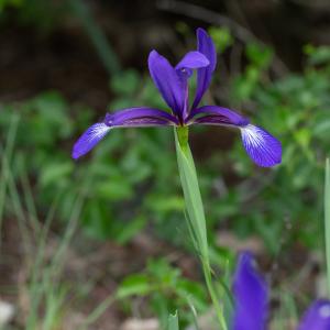 Photographie n°2410639 du taxon Iris spuria L. [1753]