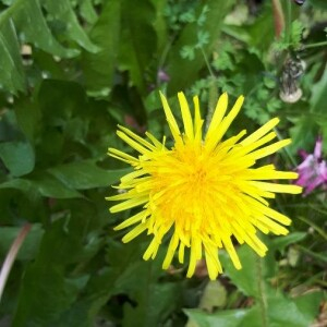 Photographie n°2410649 du taxon Taraxacum officinale F.H.Wigg. [1780]