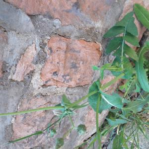 Photographie n°2410655 du taxon Sonchus oleraceus L.