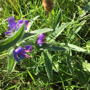 Photographie n°2410741 du taxon Echium vulgare L. [1753]