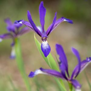 Photographie n°2410772 du taxon Iris spuria L. [1753]