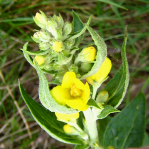 Photographie n°2410901 du taxon Verbascum thapsus L. [1753]