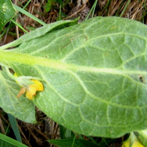 Photographie n°2410902 du taxon Verbascum thapsus L. [1753]