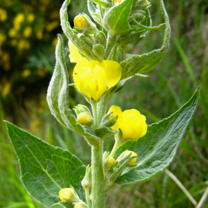 Photographie n°2410903 du taxon Verbascum thapsus L. [1753]