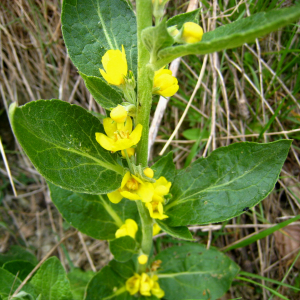 Photographie n°2410904 du taxon Verbascum thapsus L. [1753]