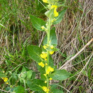 Photographie n°2410905 du taxon Verbascum thapsus L. [1753]