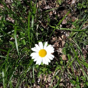 Photographie n°2411037 du taxon Leucanthemum vulgare Lam. [1779]