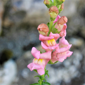 Photographie n°2411076 du taxon Antirrhinum majus L. [1753]