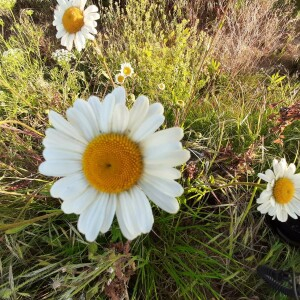 Photographie n°2411083 du taxon Leucanthemum vulgare Lam. [1779]