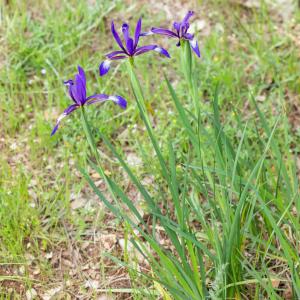 Photographie n°2411113 du taxon Iris spuria L. [1753]