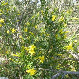 Photographie n°2411258 du taxon Jasminum fruticans L. [1753]