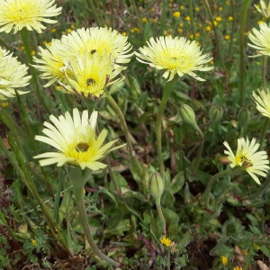 Photographie n°2411264 du taxon Urospermum dalechampii (L.) Scop. ex F.W.Schmidt [1795]