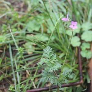 Photographie n°2411277 du taxon Erodium cicutarium (L.) L'Hér. [1789]