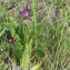  Hugo Santacreu - Orchis x angusticruris Franch. ex Rouy [1912]