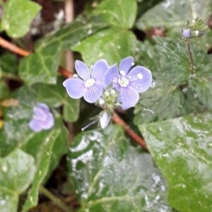  - Veronica teucrium L. [1762]