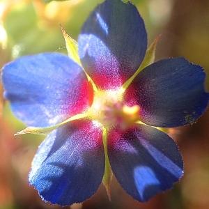  - Lysimachia arvensis (L.) U.Manns & Anderb. [2009]