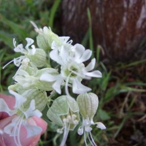 Photographie n°2411345 du taxon Silene vulgaris (Moench) Garcke [1869]