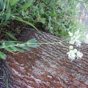 Photographie n°2411350 du taxon Silene vulgaris (Moench) Garcke [1869]