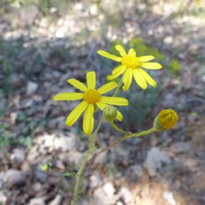 Photographie n°2411411 du taxon Senecio gallicus Vill. [1785]