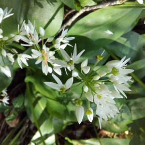 Photographie n°2411441 du taxon Allium ursinum L. [1753]