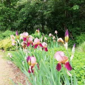 Photographie n°2411456 du taxon Iris germanica L.