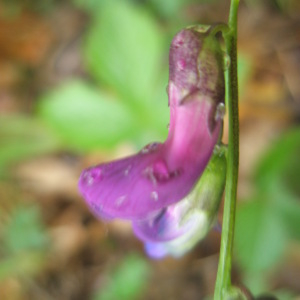 Photographie n°2411519 du taxon Lathyrus vernus (L.) Bernh. [1800]