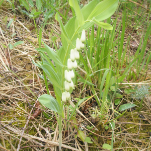 Photographie n°2411525 du taxon Polygonatum multiflorum (L.) All. [1785]