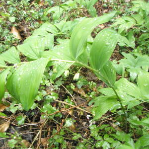 Photographie n°2411527 du taxon Polygonatum multiflorum (L.) All. [1785]