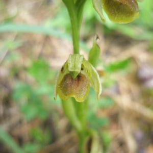  - Ophrys araneola sensu auct.plur.