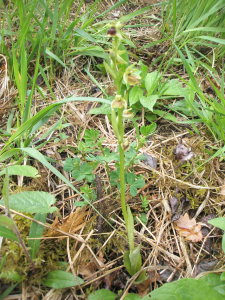 Aurélien Bour, le 12 mai 2010 (Doubs)