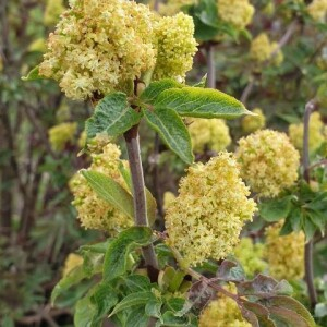 Photographie n°2411605 du taxon Sambucus racemosa L. [1753]