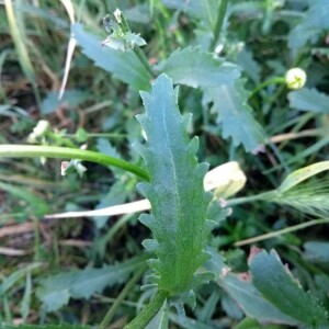 Photographie n°2411717 du taxon Leucanthemum vulgare Lam. [1779]