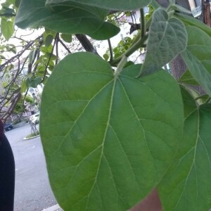 Photographie n°2411720 du taxon Paulownia tomentosa (Thunb.) Steud. [1841]