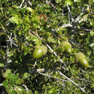 Photographie n°2411762 du taxon Quercus coccifera L. [1753]