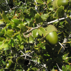 Photographie n°2411763 du taxon Quercus coccifera L. [1753]