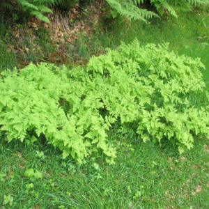 Photographie n°2411770 du taxon Gymnocarpium dryopteris (L.) Newman [1851]