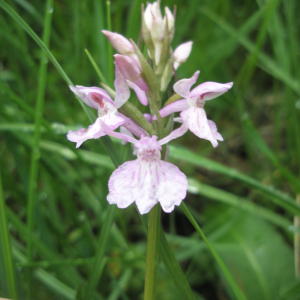 Photographie n°2411774 du taxon Dactylorhiza maculata var. maculata