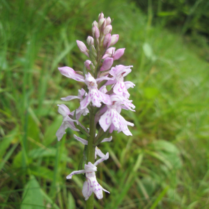 Photographie n°2411775 du taxon Dactylorhiza maculata var. maculata