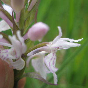 Photographie n°2411776 du taxon Dactylorhiza maculata var. maculata