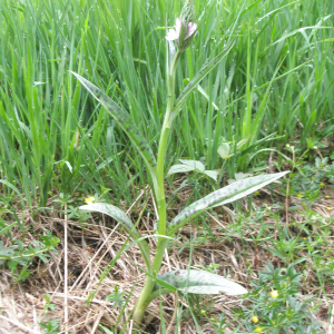 Photographie n°2411777 du taxon Dactylorhiza maculata var. maculata