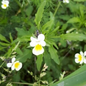 Photographie n°2411790 du taxon Viola arvensis Murray [1770]