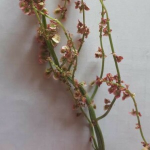  - Rumex thyrsoides Desf. [1798]