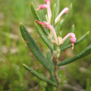 Photographie n°2411828 du taxon Andromeda polifolia L. [1753]