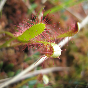 Photographie n°2411864 du taxon Drosera anglica Huds. [1778]