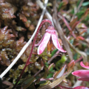 Photographie n°2411871 du taxon Vaccinium oxycoccos L. [1753]