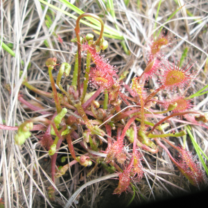 Photographie n°2411872 du taxon Drosera x obovata Mert. & W.D.J.Koch [1826]