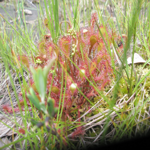 Photographie n°2411873 du taxon Drosera x obovata Mert. & W.D.J.Koch [1826]