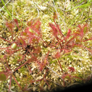 Photographie n°2411875 du taxon Drosera x obovata Mert. & W.D.J.Koch [1826]