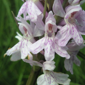  - Dactylorhiza maculata var. maculata