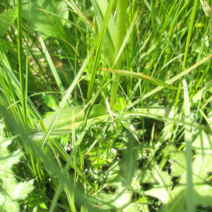  - Dactylorhiza maculata var. maculata